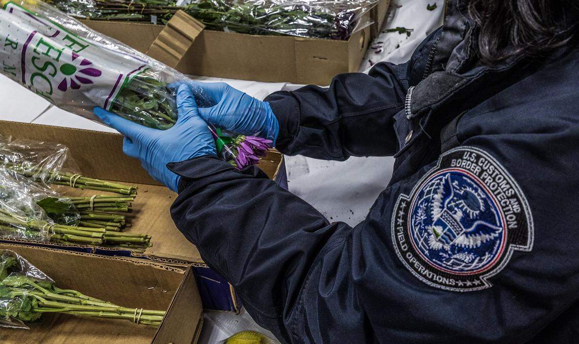 U.S. Customs and Border Protection officers conducts a rigorous inspection of imported flowers arriving from Colombia and Ecuador, to detect pests and diseases threatening U.S. agriculture, ahead of Valentine's day in the Avianca Cargo Warehouse at Miami International Airport, in Miami, on Friday Feb 06, 2026