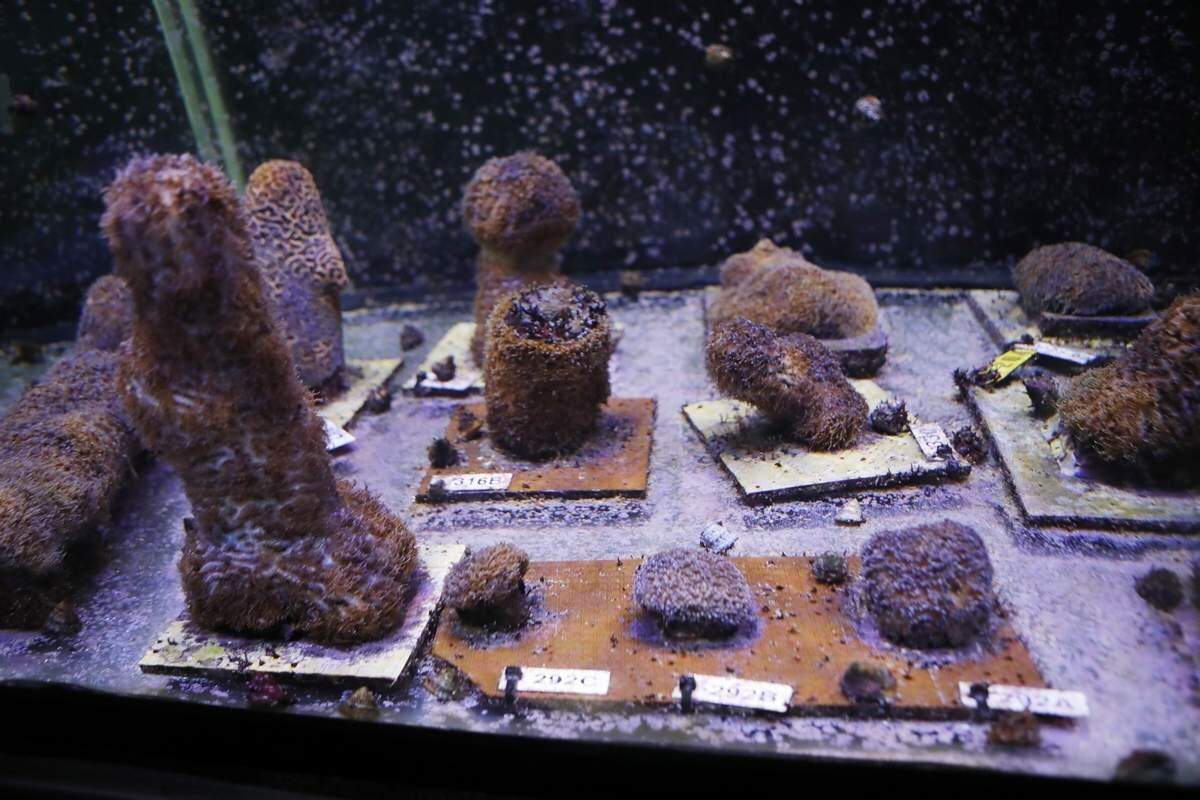 Successfully spawned pillar corals are housed inside of large tanks at the Florida Aquarium Center for Conservation located in Apollo Beach on Wednesday. Center for Conservation utilizes large aquarium holding systems powered by LED technology and computer-controlled systems that mimic its natural environment that signals coral to reproduce.