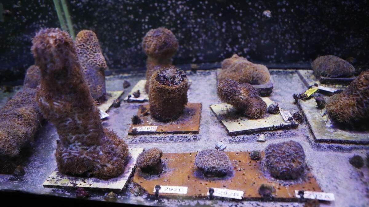 Successfully spawned pillar corals are housed inside of large tanks at the Florida Aquarium Center for Conservation located in Apollo Beach on Wednesday. Center for Conservation utilizes large aquarium holding systems powered by LED technology and computer-controlled systems that mimic its natural environment that signals coral to reproduce.