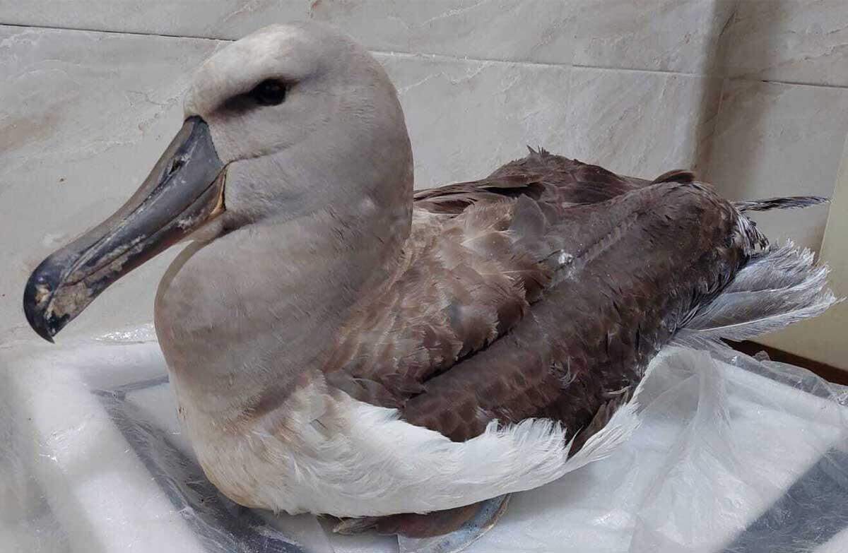 The bird was released back into the wild in October.