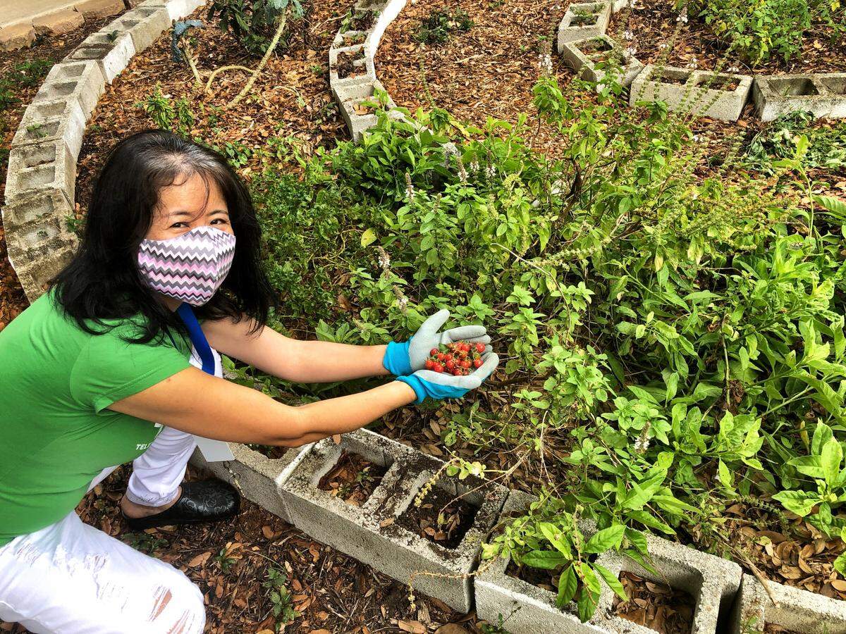 Teacher Mayako Nakamura harvests the garden at Gratigny Elementary School to help feed needy students and their families.