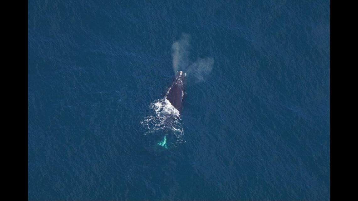 Named&nbsp;Calvin,&nbsp;the North Atlantic right whale was spotted April 23 during an aerial survey 55 miles south of Martha’s Vineyard, the New England Aquarium reported in a May 1 news release.