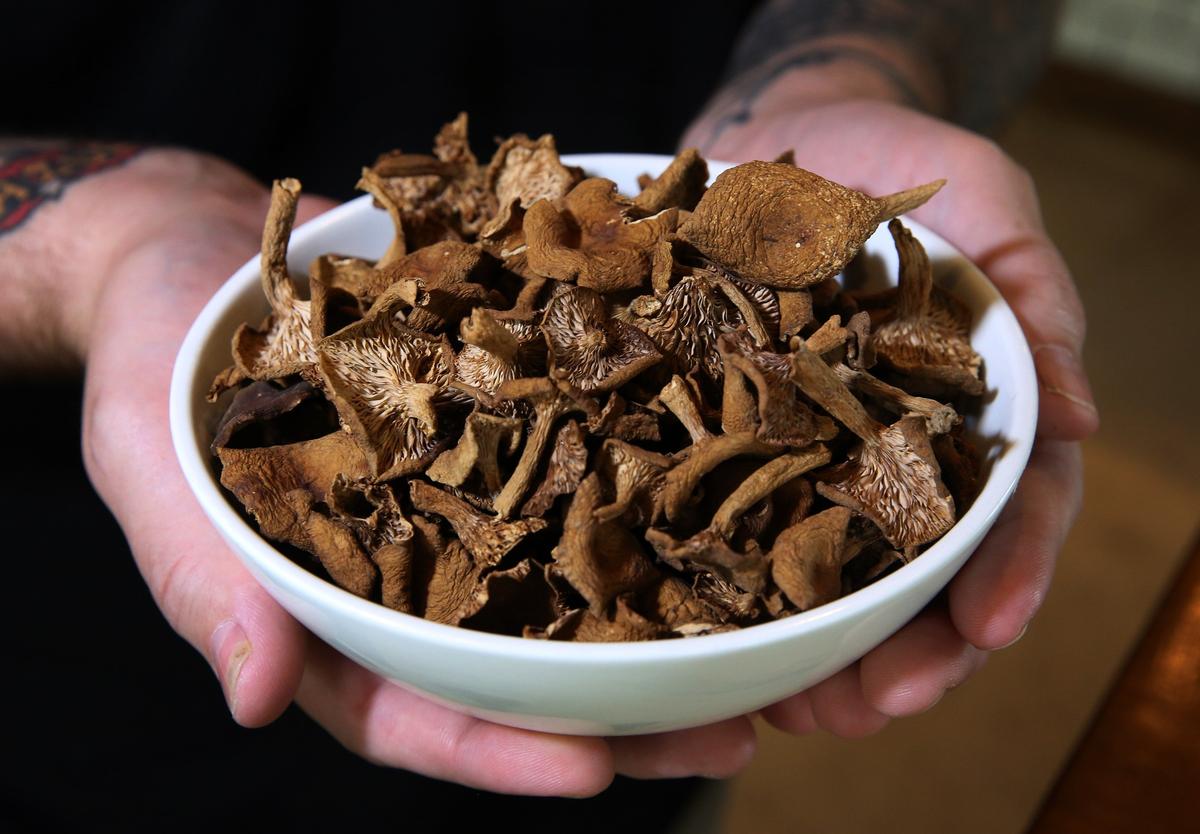 Michael Beltran, the Cuban-American owner of Ariete in Coconut Grove, holds a bowl full of candy cap mushrooms. Beltran makes an unusual and delicious flan with the mushrooms that have a distinctive maple syrup flavor.