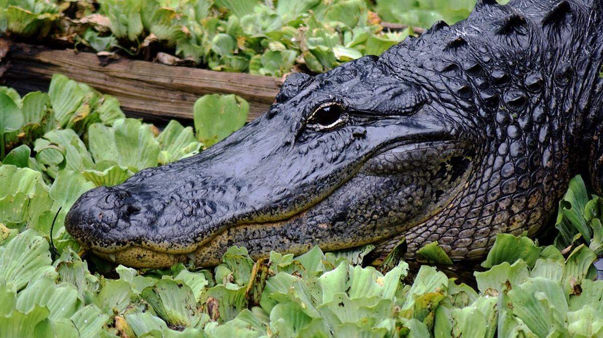 Alligator