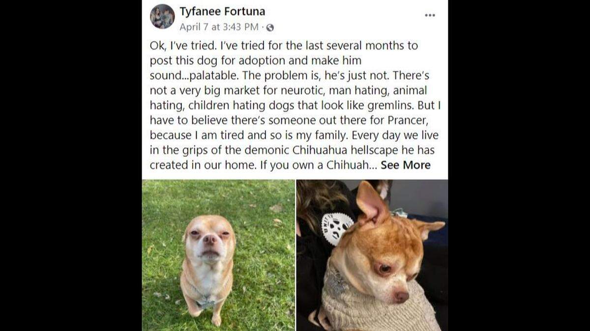 A brutally honest ad seeking a new home for Prancer, a Chihuahua whose foster parent calls him “demonic,” has more than 39,000 shares on Facebook.