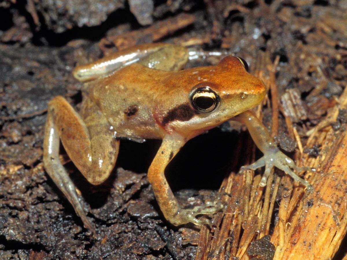 A Blommersia bara frog sitting on the ground.