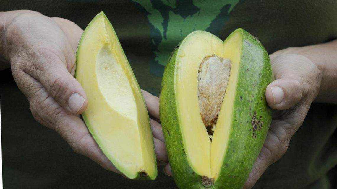 Man steals 400 lbs. of avocados to get Christmas presents for his kids: cops