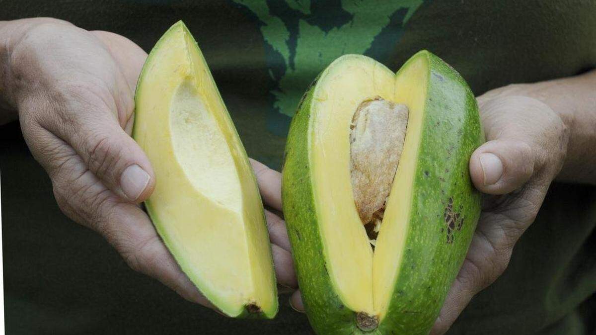 
Avocadoes are a good source of  vitamin K, copper and folate. 