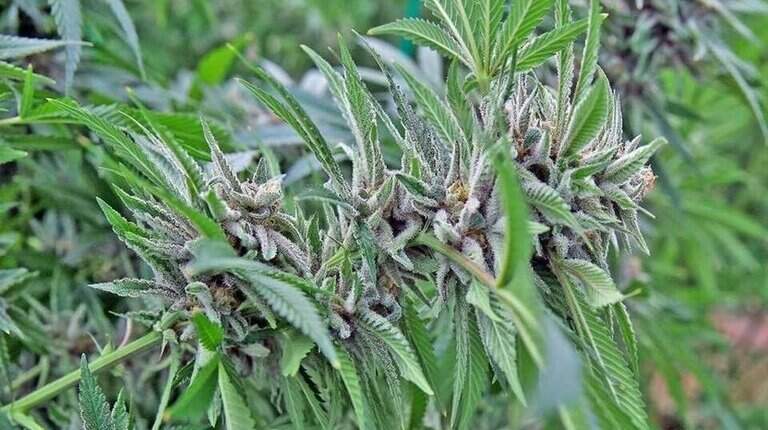 Medical marijuana is legal in Florida. Why is a paramedic being punished?