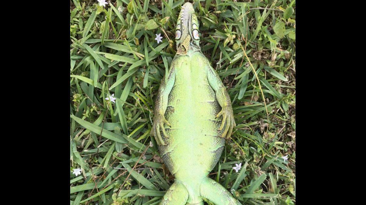 During cold weather, iguanas go into a state of torpor in which they lose muscle control.