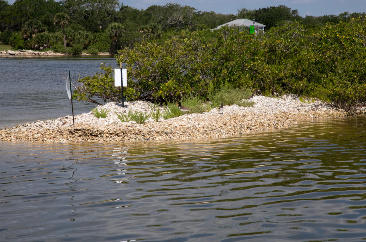 An oystercatcher parent and two chicks stand on a spoil island nesting site in Mosquito Lagoon on May 27, 2025.