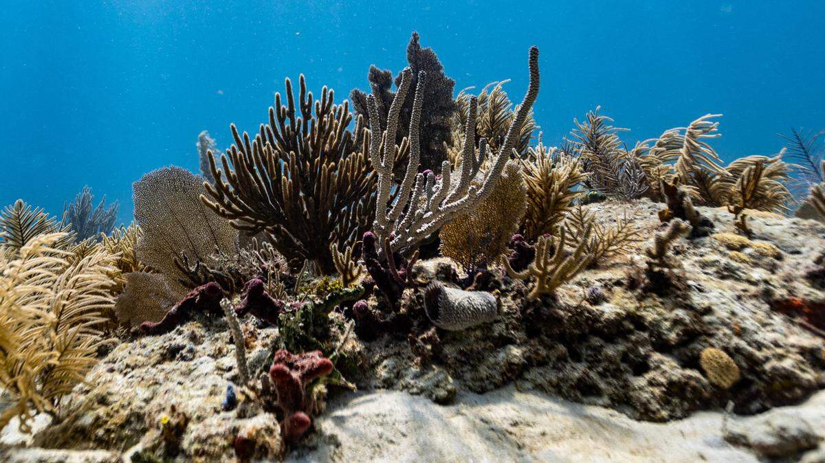 A coral reef at Paradise Reef during a Rescue A Reef coral restoration dive out of Diver’s Paradise dive shop located at Crandon Marina in Key Biscayne, Florida, on Friday, August 4, 2023. Rosenstiel School scientists are working to establish a new restoration research site off Miami to identify and better understand the heat tolerance of certain coral species and genotypes during bleaching events like this. 