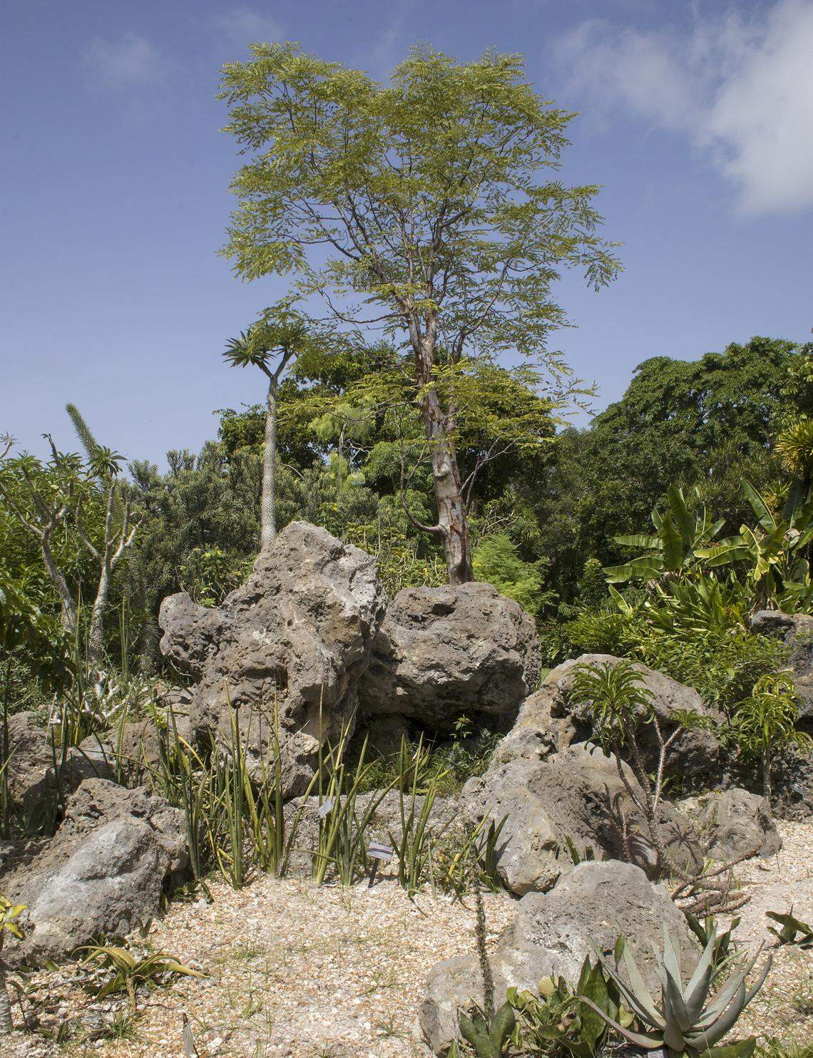 A Madagascan take on an Alpine rockery — the Lin Lougheed Spiny Forest of Madagascar at Fairchild Tropical Botanic Garden.