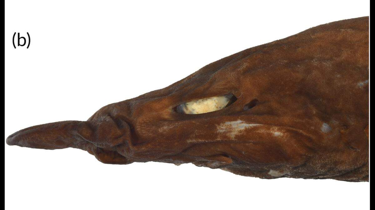 Researchers in Australia discovered a new species of shark, according to a recent study.