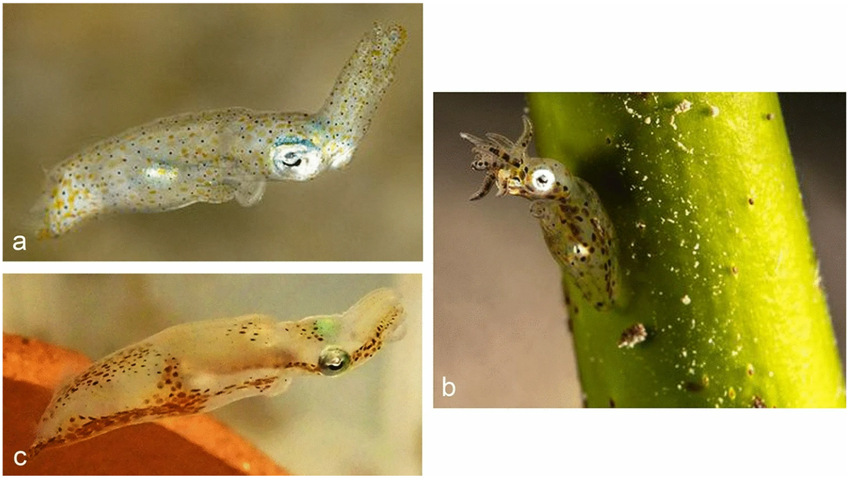 Several photos of Idiosepius kijimuna, or Ryukyu pygmy squid, swimming or attached to a plant.
