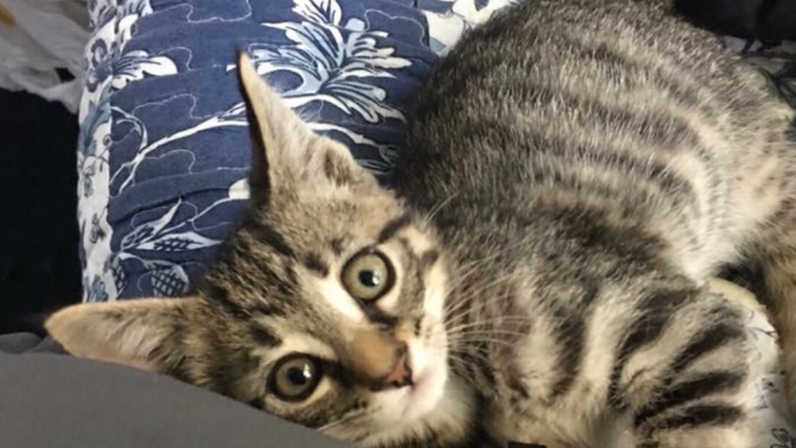 A cat from Michigan has been found in Florida. How did that happen?