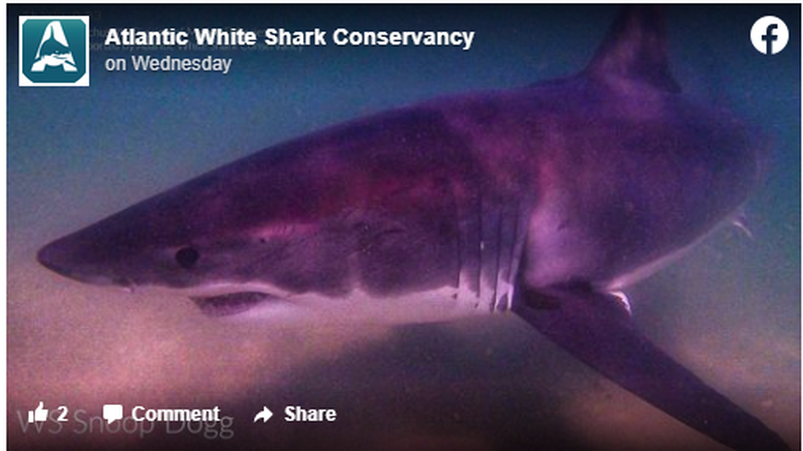 A 10-foot-great white shark caught in the North Atlantic has been named rapper and marijuana aficionado Snoop Dogg, it appears to be accurate.