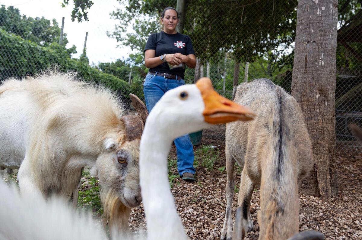 Martha Frassica-Rivera feeds the goats, Big Mike, left, and Sandy, right, and goose Sergeant, on Aug. 7, 2023.