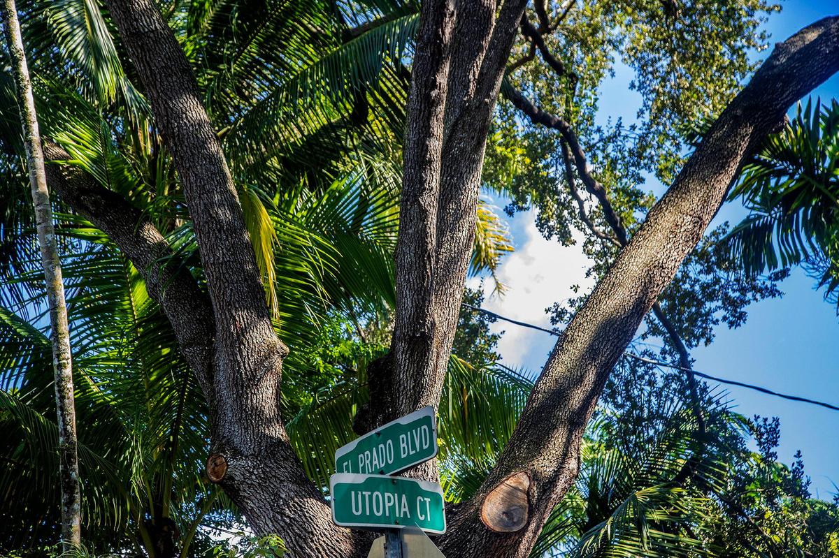 View of an oak tree at 3834 El Prado Blvd. in Coconut Grove, where neighbors are appealing a developer’s plans to build a large, new house and remove a dozen trees.