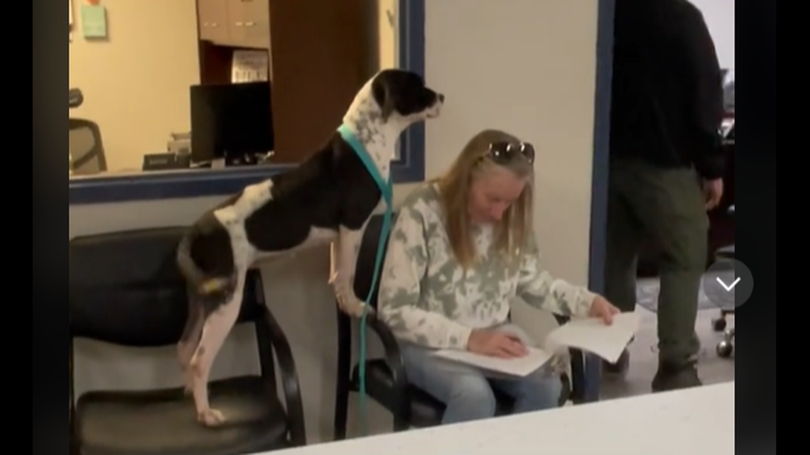 Luna, a bulldog mix, could barely hold in her excitement as she was adopted from a Florida shelter, a viral video shows.