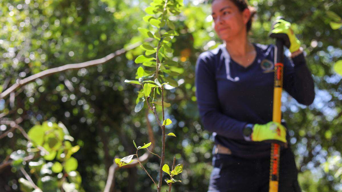 Gloria Alejandra Antia, naturalista del gobierno municipal de Miami, detrás de un árbol que plantó el 17 de mayo en Virginia Key Beach Park.