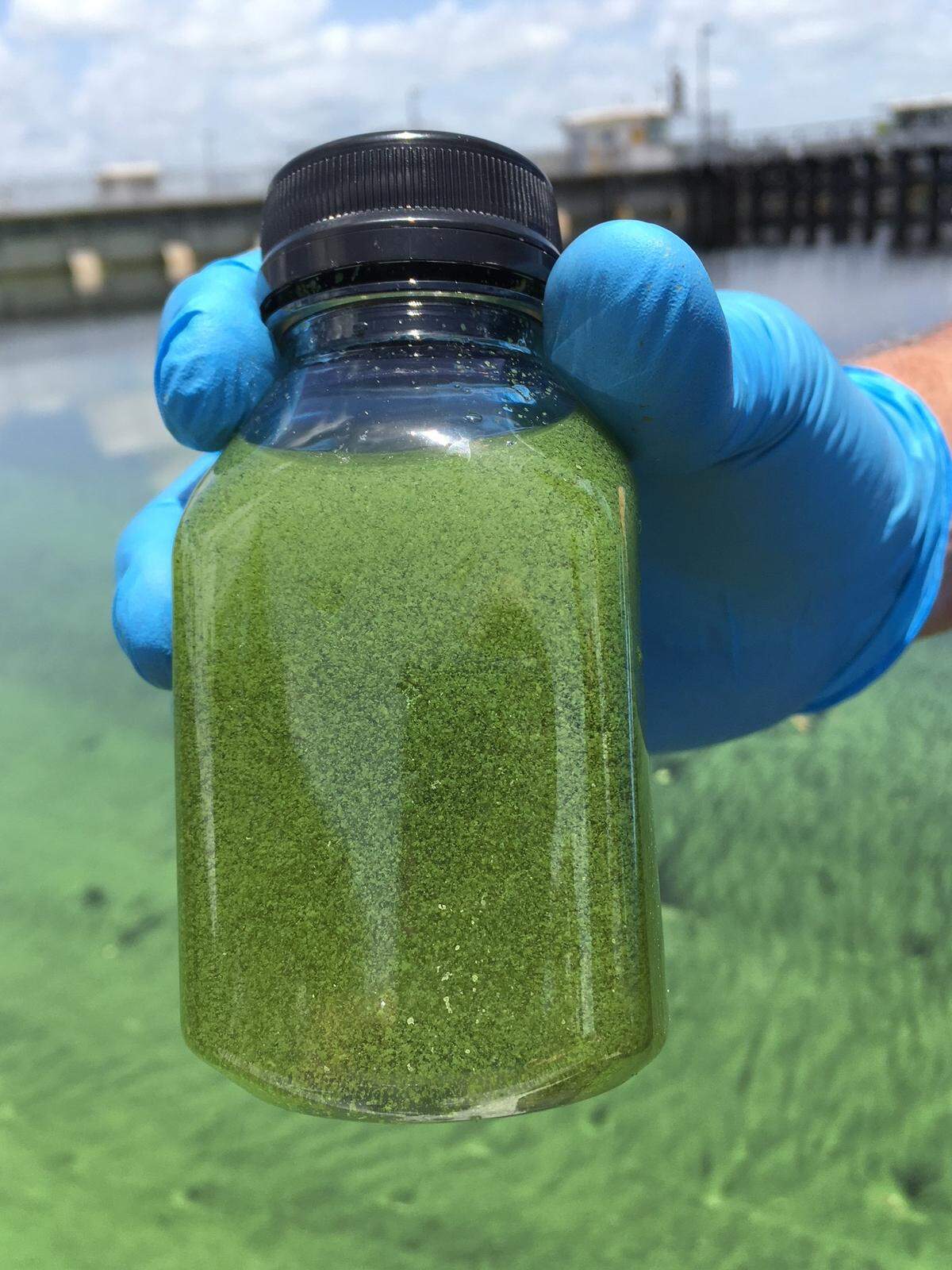 A bottle of algae collected Wednesday near the Franklin Lock on the Caloosahatchee River, just  west of LaBelle. Photo by Jenny Staletovich/Miami Herald