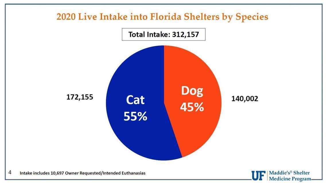 COVID helped Florida pet shelters hit a record — but cats are a challenge