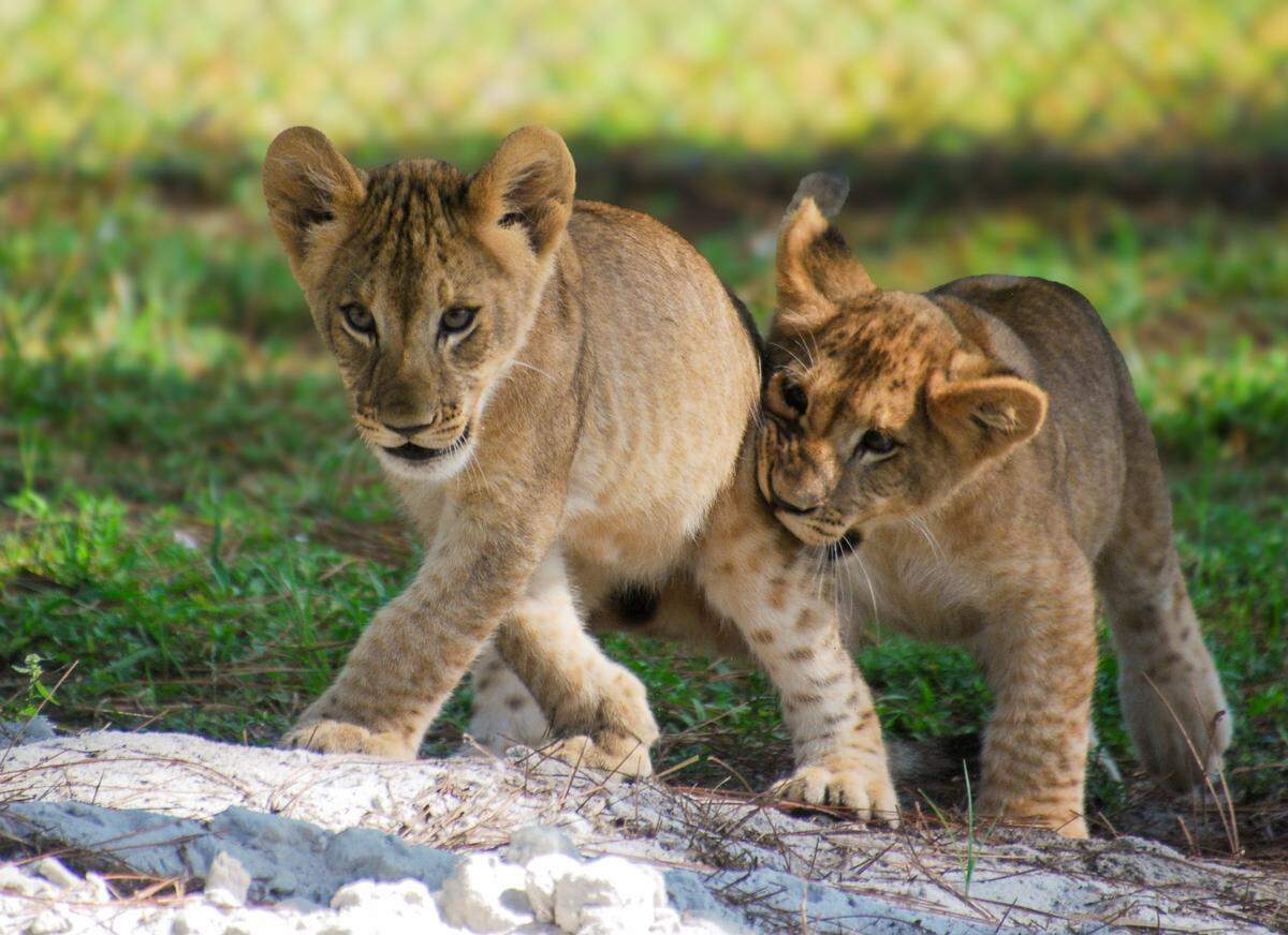 See African lion cubs Adari and Zarina at Lion Country Safari in Palm Beach. They’ve been taken care of by the safari’s team and their mother behind the scenes.