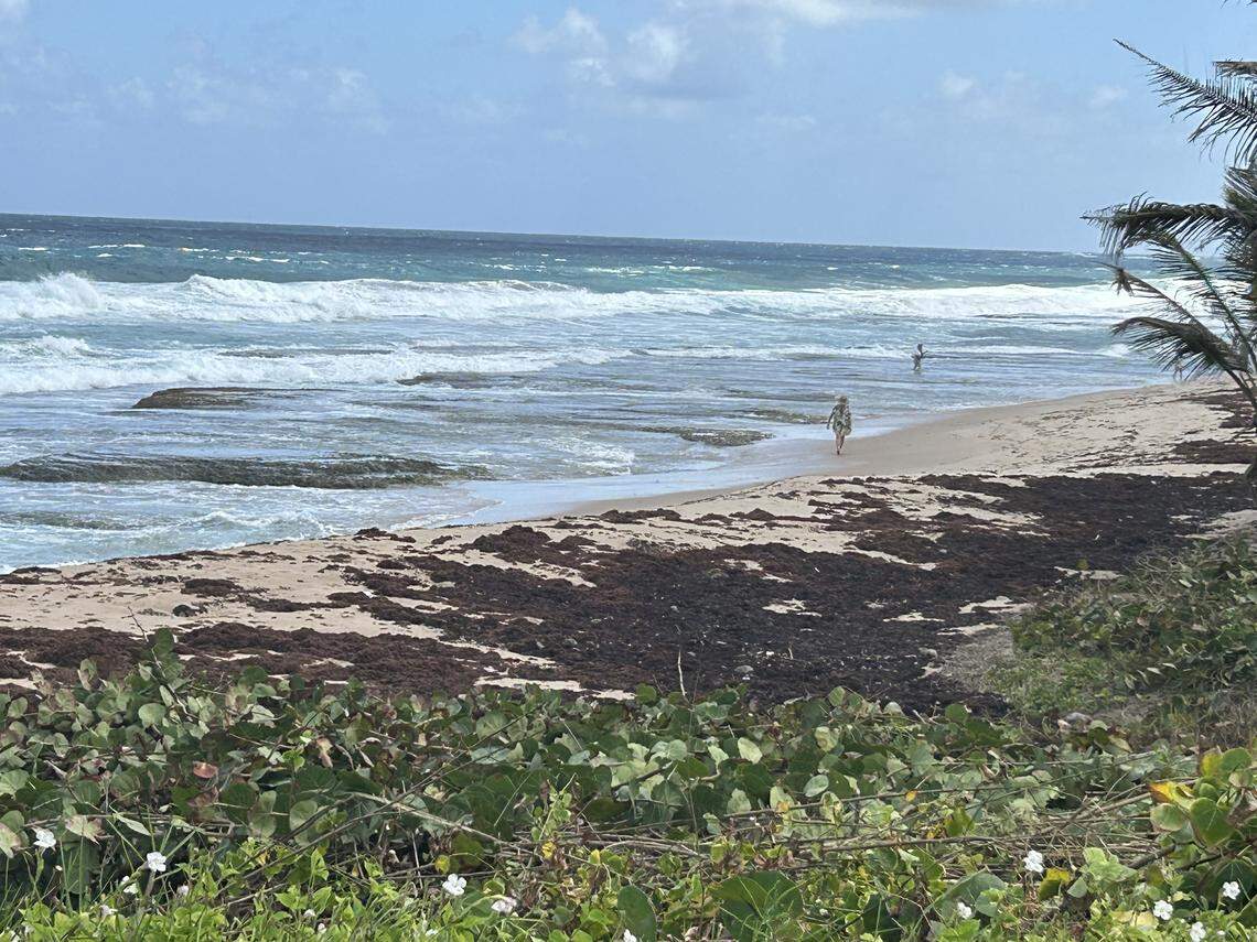 Sargassum seaweed, seen here at a beach in St. Andrew, Barbados is a climate nuisance that is costing the Caribbean island millions in beach cleanup and tourism dollars. tourism revenues.