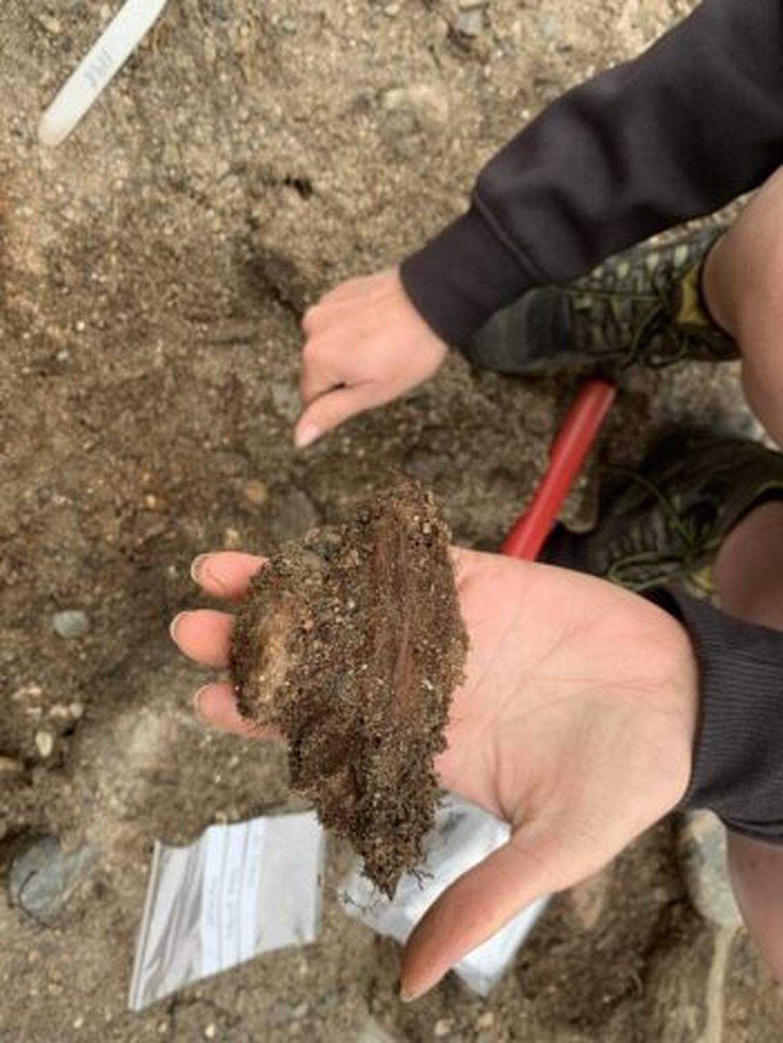 Corroded wood surrounding one of the ship’s nails.