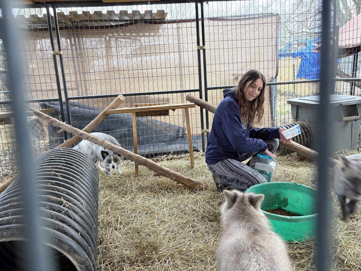 Emily Sory feeds foxes at her home in Thompson’s Station, Tennessee.