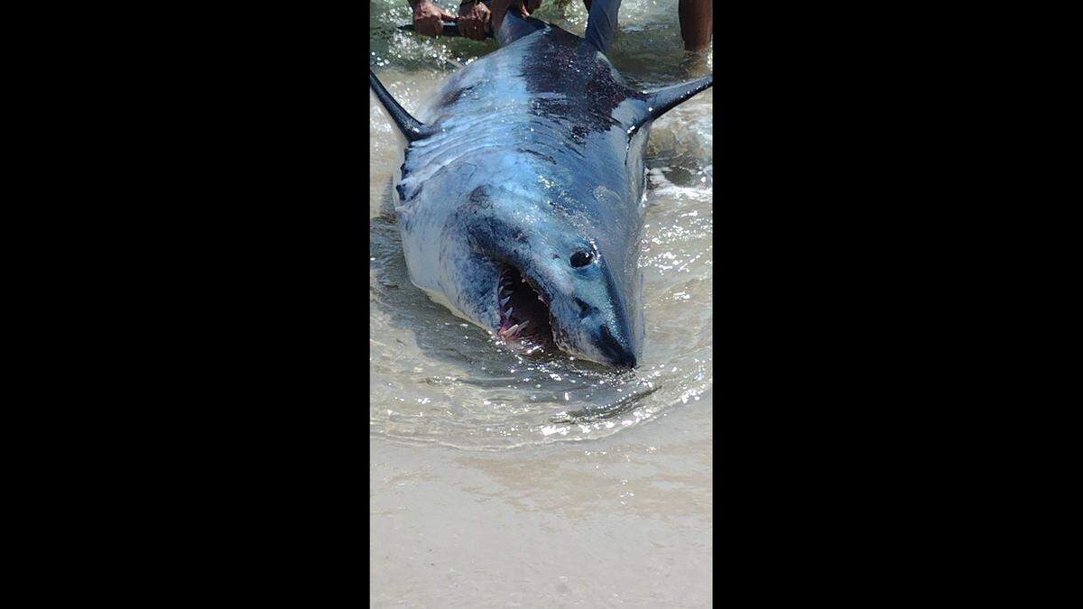 The Mako shark, about 10 feet long, had beached itself on the shore, Fey said.