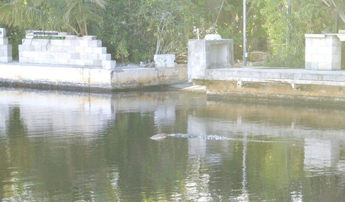 An American saltwater crocodile swims in a Key Largo canal with a dog in its mouth in March 2012. The incident sparked local residents’ concerns because of the increasing population of the once-endangered reptiles in the Keys.