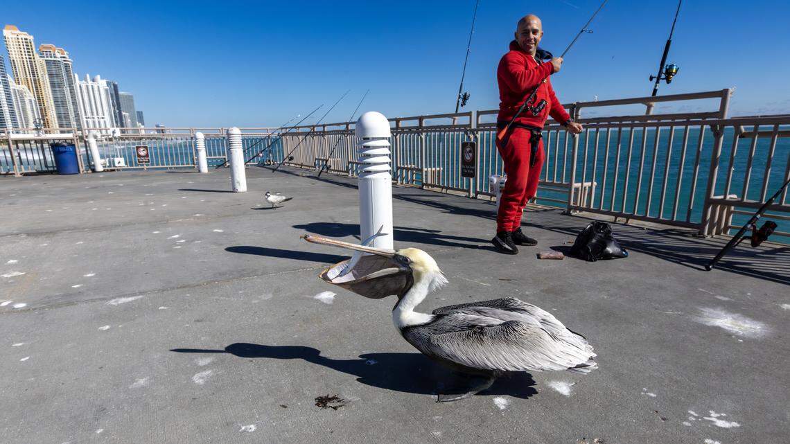 South Florida resident Manuel Veitia reacts as a pelican eats a fish at the Newport Fishing Pier on Sunday, Feb. 1, 2026, in Sunny Isles Beach, Fla. Miami-area temperatures dipped into the 30s, the coldest in more than 15 years.