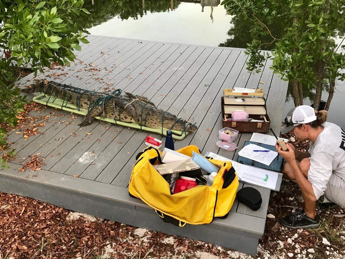 Florida Fish and Wildlife Conservation Commission reptile trapper Chris Guinto fills out paperwork after capturing an America crocodile in Islamorada in the Florida Keys Tuesday, June 16, 2020.