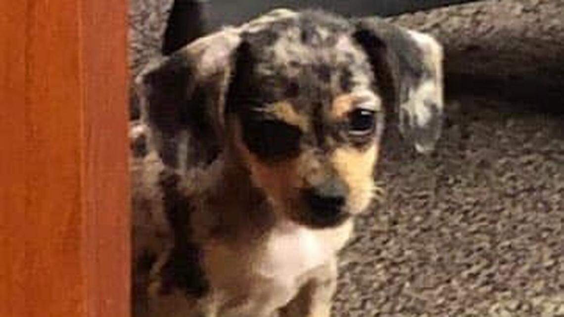 A puppy and a sea turtle were saved from the hurricane. Now they have a name: Dorian