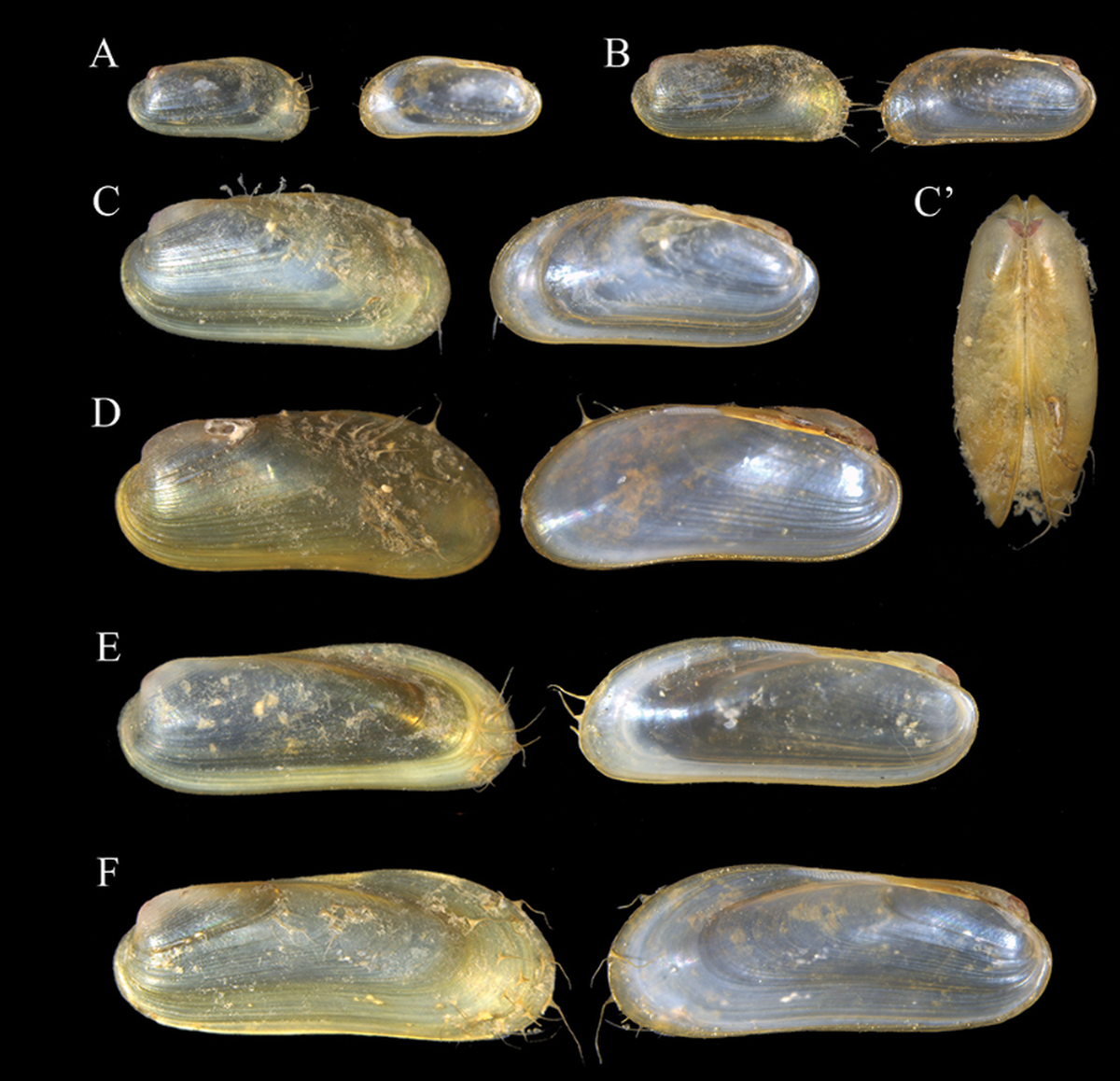 The bristles of Idas pacificus may be used to help keep the animal in the wooden holes.