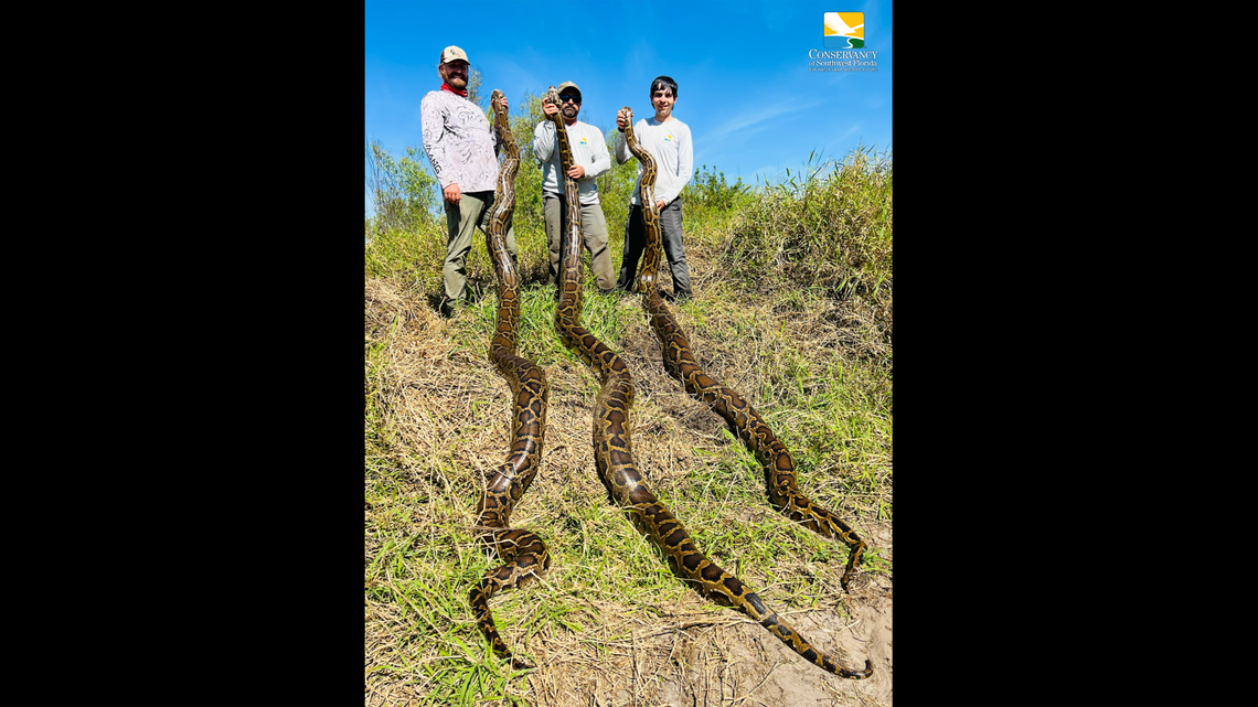 Conservancy of Southwest Florida biologists captured three 17-foot, 140-pound breeding female pythons on the same day during the past season. Pictured are biologists Ian Easterling (left) and Ian Bartoszek (center) with field tech Jason Edelkind.