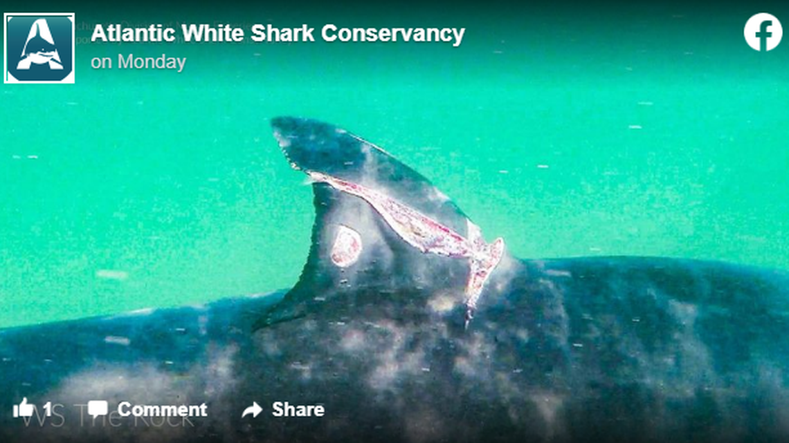 The 12-foot great white shark known as The Rock suffered a fierce wound in 2017, but that wound is largely healed in 2022.
