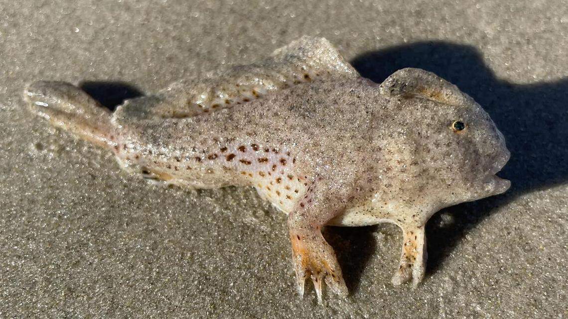 A close-up photo of the spotted handfish found dead on a beach in Tasmania.