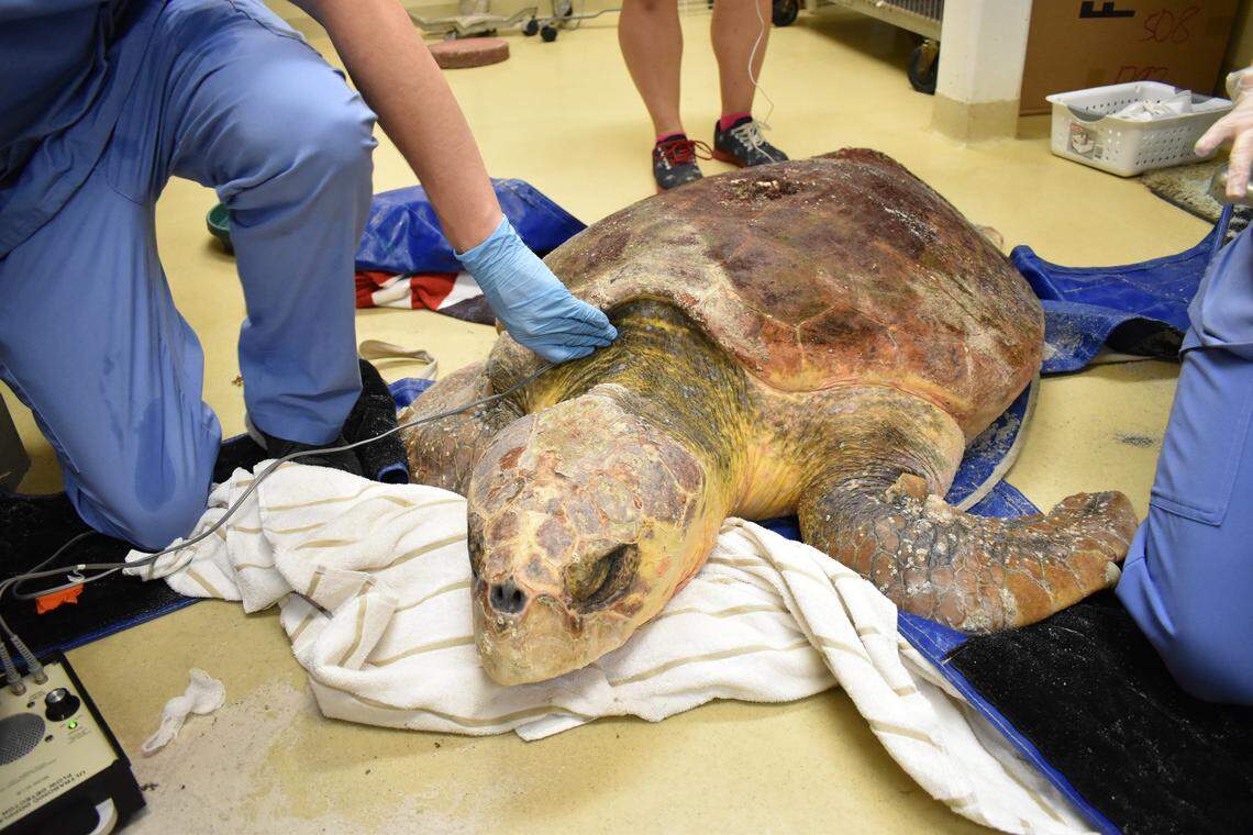 This male loggerhead turtle was treated at Sanibel’s Clinic for the Rehabilitation of Wildlife (CROW) for red tide poisoning in July.