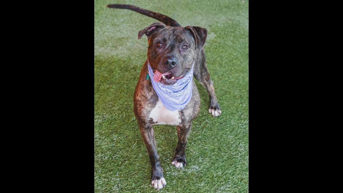 Meet Stormy #A2433225, a 5-year-old American bulldog mix! She’s not just any dog, she’s a playgroup superstar and a confident social butterfly. Stormy is even used as a helper dog because she’s just that amazing! The only thing she’s not a fan of cats, but hey, nobody’s perfect, right? Stormy has been patiently waiting at the shelter since February, and she’s ready to bring love, joy, and endless fun into someone’s life. So why wait? Adopt Stormy and let the adventures begin!