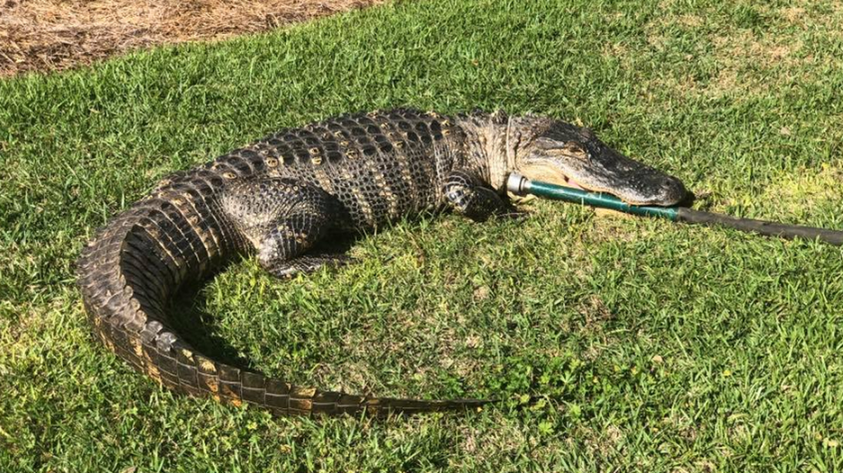 Alligator seen in Tallahassee neighborhood