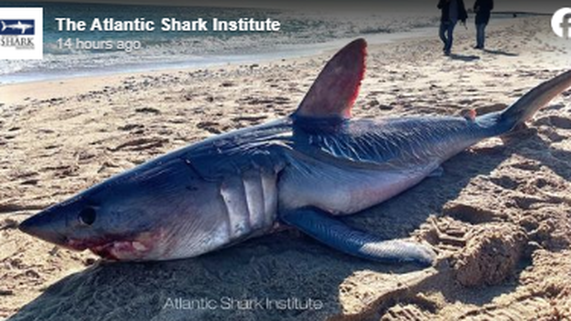 The female shark is 8 feet, 8 inches and there were no signs of trauma, according to the Atlantic Shark Institute.