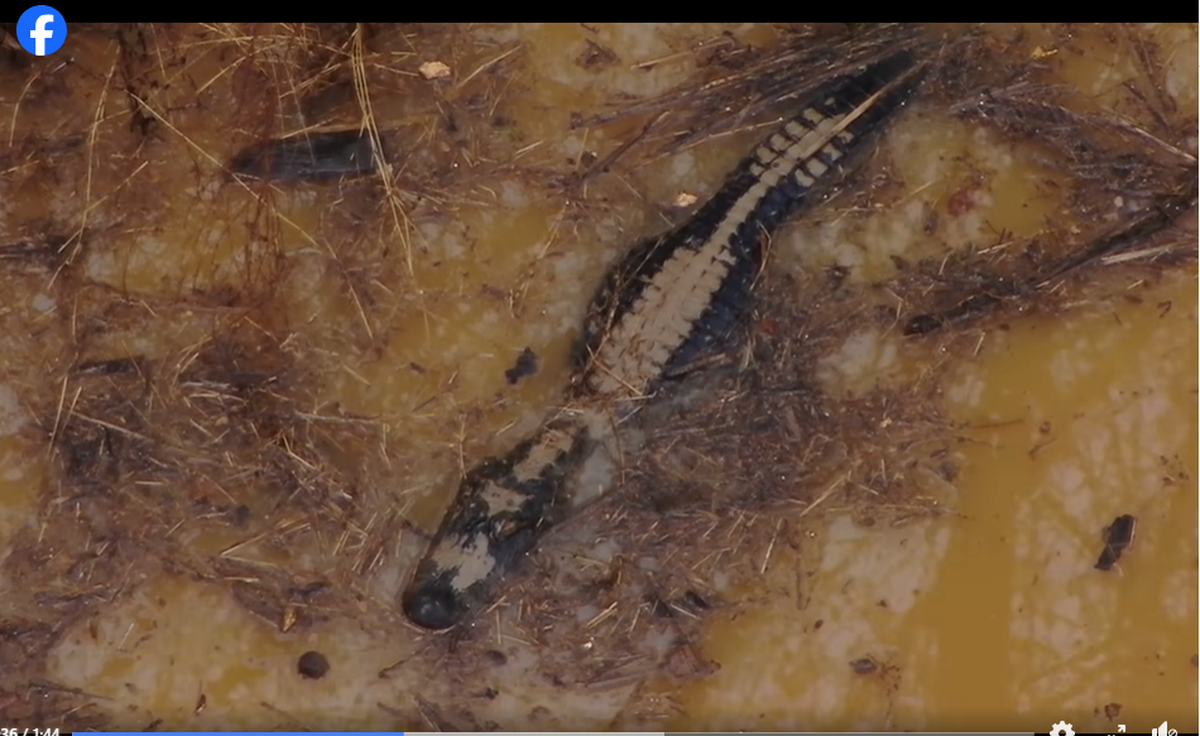 A drone recorded video of the large alligator, which is living Large alligator living 130 miles beyond its natural range in Georgia, officials said.&nbsp;