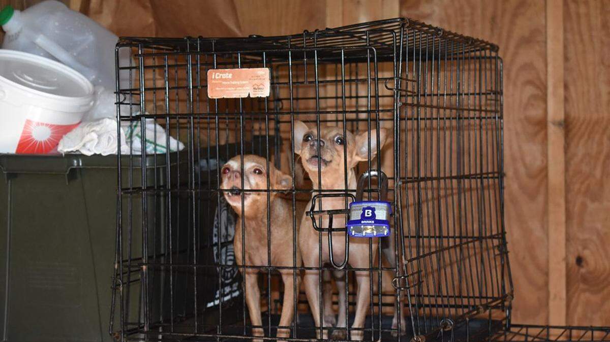 Seven dogs, including two Chihuahuas, were found abandoned in a storage unit in Hernando County, Oct. 15, 2019.