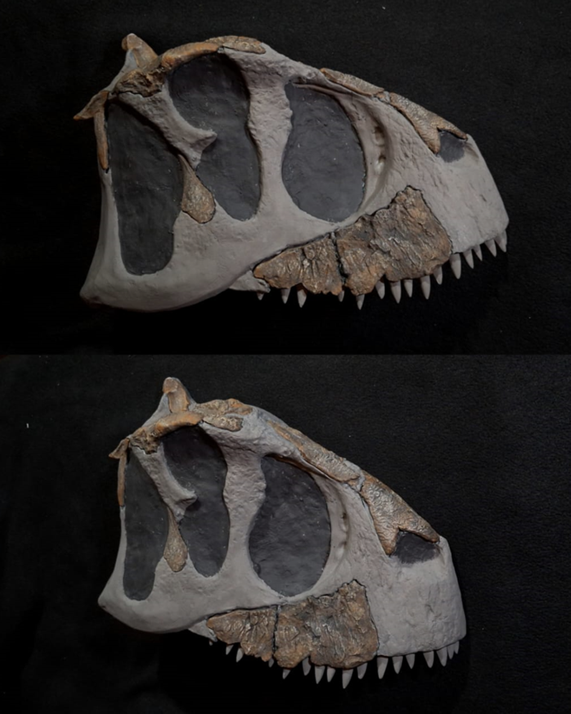 Compared to the “meat bull,” the new specie doesn’t have large horn protrusions on the top of its head.