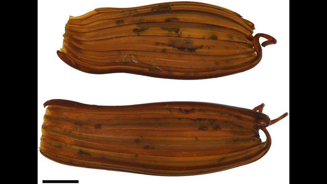 Egg cases of Apristurus ovicorrugatus.