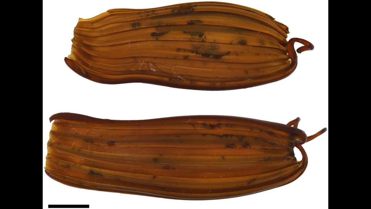 Egg cases of Apristurus ovicorrugatus.