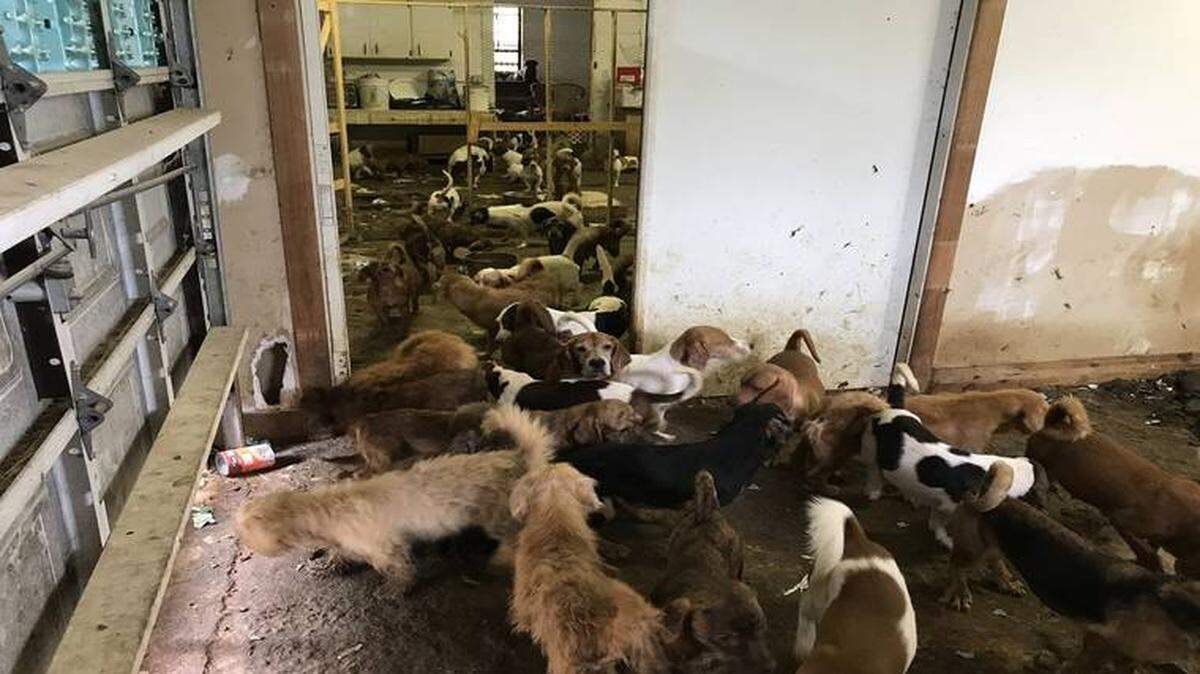 Miami-Dade Animal Services found these animals — 99 dogs and five cats — inside a home in South Miami-Dade after a tipster alerted them. The animals are now being cared for in a Doral adoption and protection center.